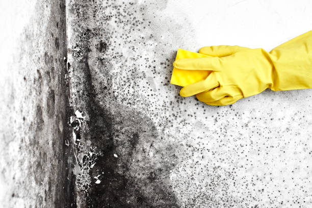 Best Emergency Mold Remediation in Parker City, IN